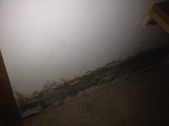 Mold remediation in Tooele, UT