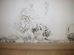 Mold removal in Tooele, UT